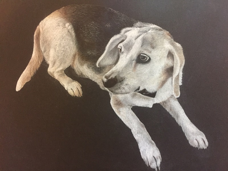 Buckley Colored Pencil Drawing